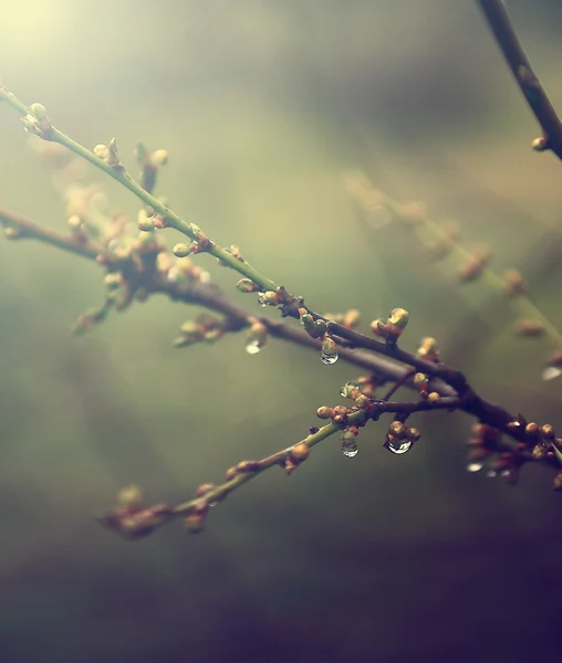 Vintage cherry blossom. antik stil foto av träd blommor med grunge gamla papper mönster. — Stockfoto