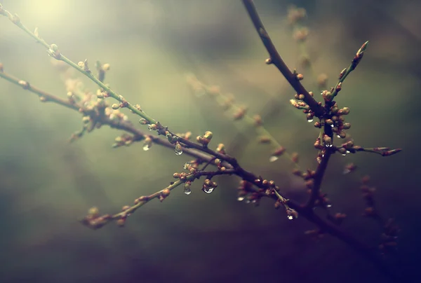 桜の木のつぼみ — ストック写真