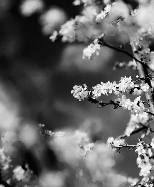 Vintage cherry blossom. Antique style photo of tree flowers with grunge old paper pattern. — Stock Photo, Image