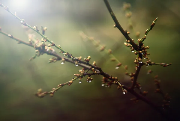 樱桃树芽 — 图库照片