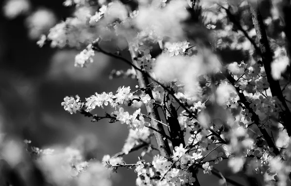 Vintage cherry blossom. antik stil foto av träd blommor med grunge gamla papper mönster. — Stockfoto