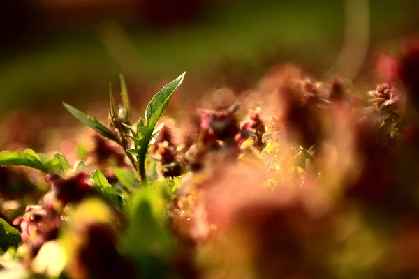 Kiraz ağacı bud — Stok fotoğraf