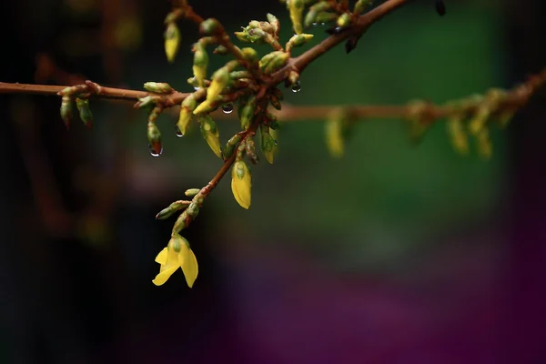 Körsbärsträdet bud — Stockfoto