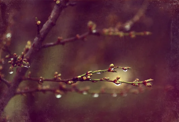 Kiraz ağacı bud — Stok fotoğraf