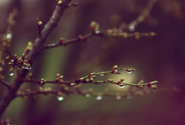 Körsbärsträdet bud — Stockfoto