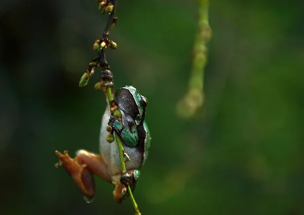 Tree frog in rain — Stock Photo, Image