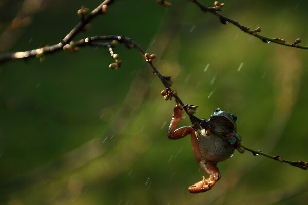 Tree frog in rain — Stock Photo, Image
