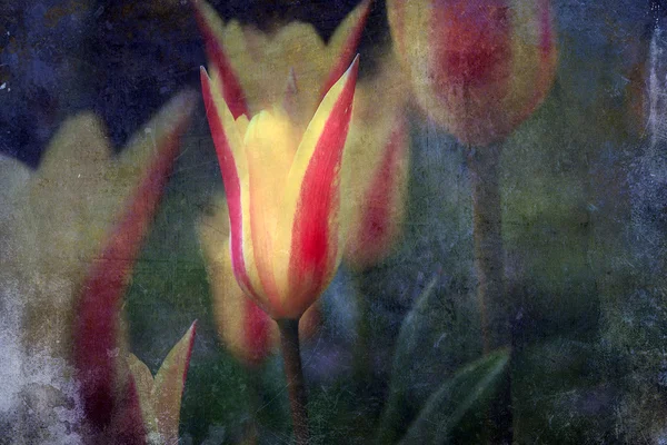 Винтажный цветок тюльпана. Антикварная фотография цветка с гранжевой бумажной текстурой . — стоковое фото