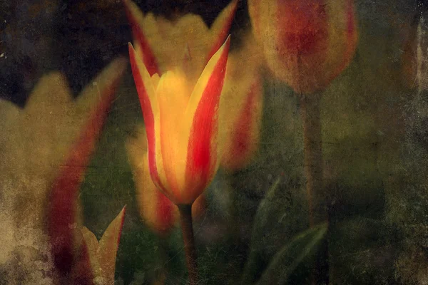 Vintage tulip flower. Antique style photo of flower with grunge old paper texture. — Stock Photo, Image