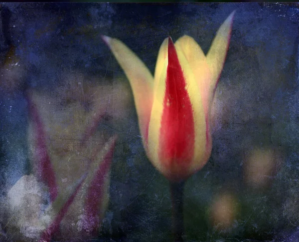 Vintage tulip flower. Antique style photo of flower with grunge old paper texture. — Stock Photo, Image