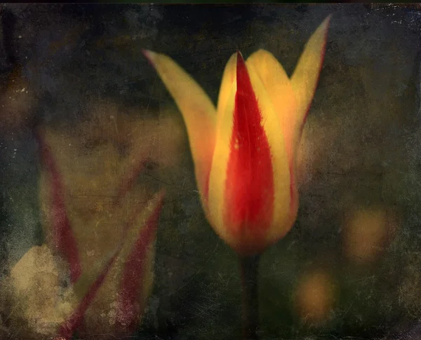 Vintage tulip flower. Antique style photo of flower with grunge old paper texture. — Stock Photo, Image