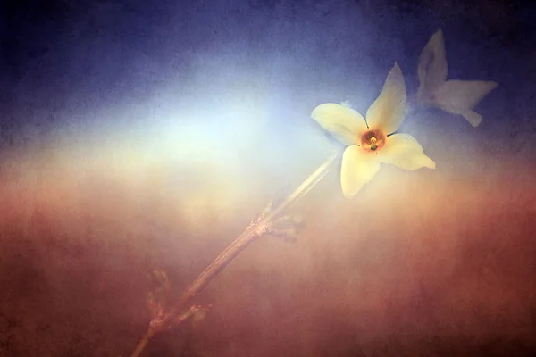 Szüreti fa virág virág. — Stock Fotó