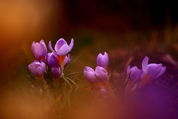 Foto de hermosa flor de azafrán —  Fotos de Stock