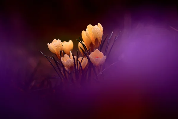 Foto de hermosa flor de azafrán —  Fotos de Stock