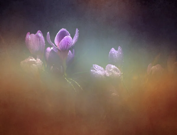 Foto de bela flor de croco — Fotografia de Stock