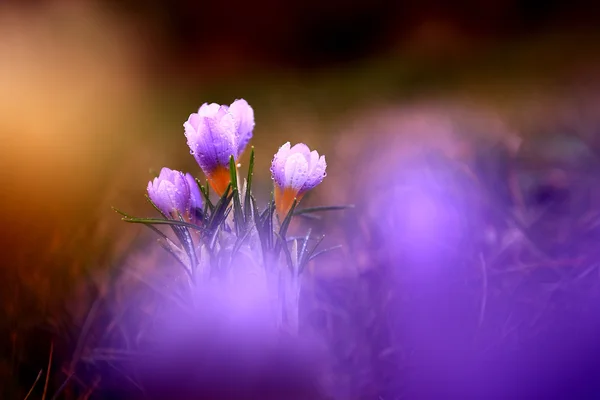 Foto van mooie crocus bloem — Stockfoto