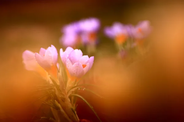 Foto de hermosa flor de azafrán — Foto de Stock