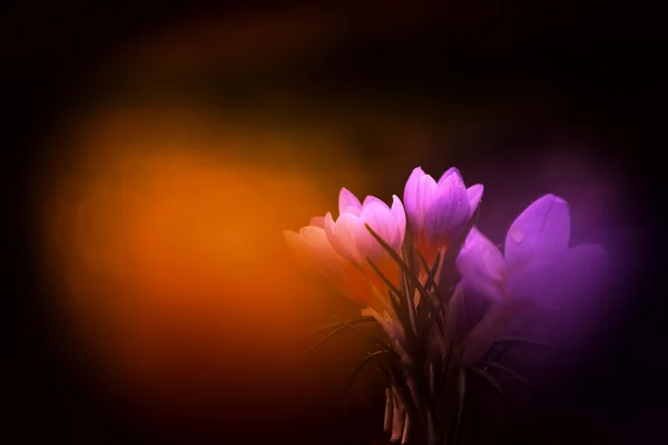 아름 다운 크 로커 스 꽃의 사진 — 스톡 사진