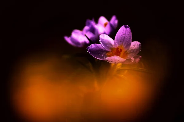Zdjęcie piękny krokus kwiat — Zdjęcie stockowe