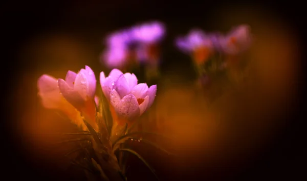 Foto av vackra crocus blomma — Stockfoto