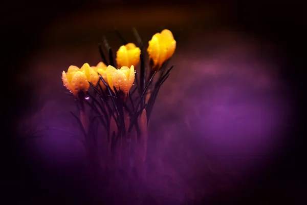 Foto av vackra crocus blomma — Stockfoto