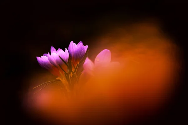 Güzel Çiğdem çiçek fotoğrafı — Stok fotoğraf