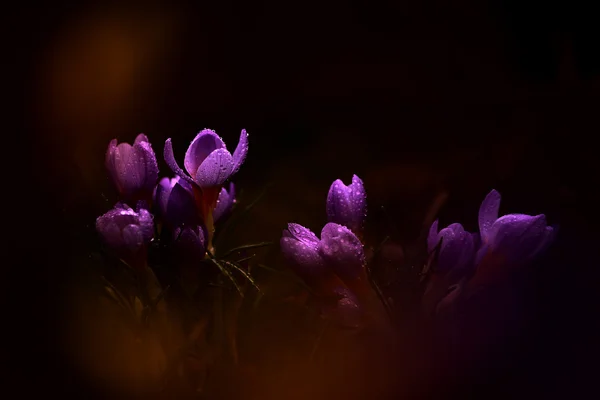 Foto der schönen Krokusblume — Stockfoto