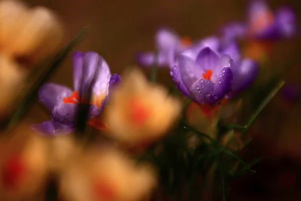 美丽的番红花花的照片 — 图库照片