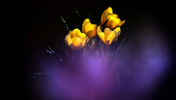 Foto krásný květ, šafrán — Stock fotografie