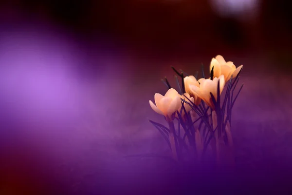 Foto de hermosa flor de azafrán —  Fotos de Stock