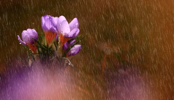 Foto de hermosa flor de azafrán — Foto de Stock