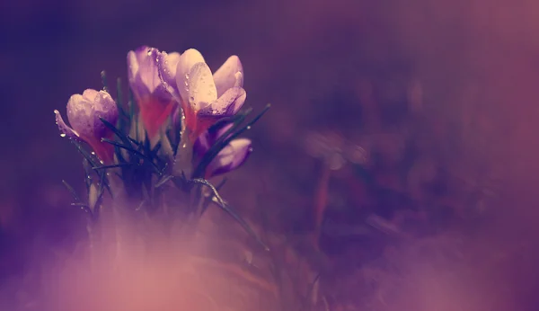 Foto van mooie crocus bloem — Stockfoto
