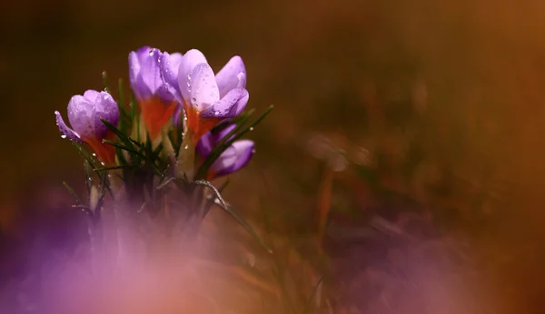 아름 다운 크 로커 스 꽃의 사진 — 스톡 사진