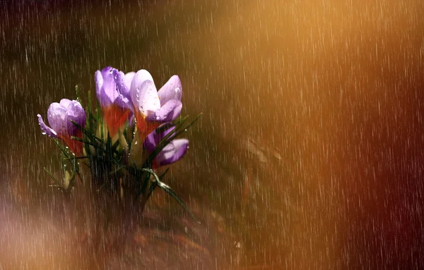 Foto de hermosa flor de azafrán — Foto de Stock