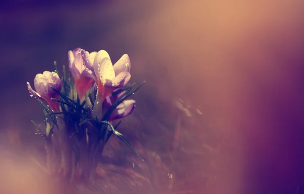 아름 다운 크 로커 스 꽃의 사진 — 스톡 사진