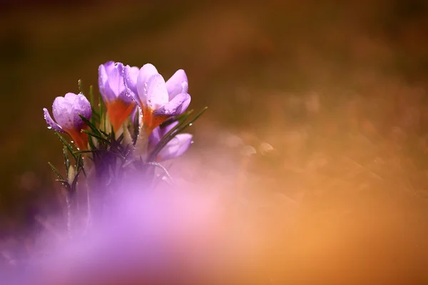 아름 다운 크 로커 스 꽃의 사진 — 스톡 사진