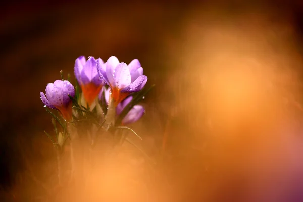 Foto de hermosa flor de azafrán —  Fotos de Stock