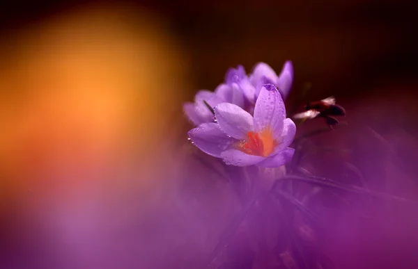 Foto de bela flor de croco — Fotografia de Stock