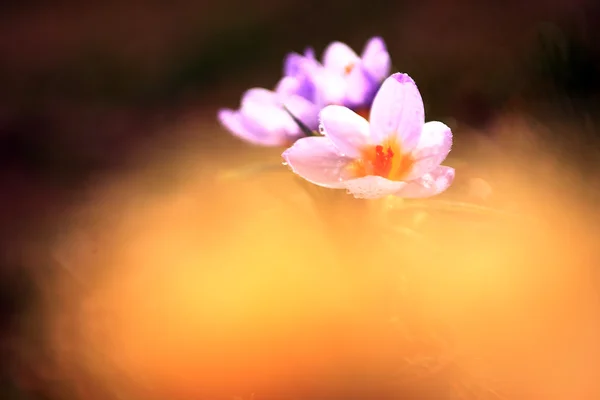 Foto de bela flor de croco — Fotografia de Stock