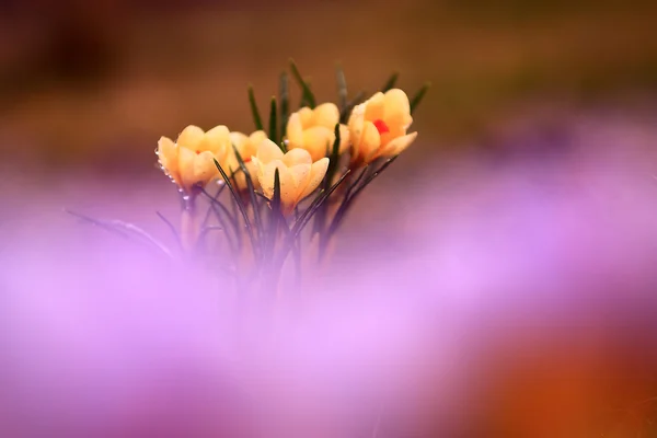 Foto di bel fiore di croco — Foto Stock