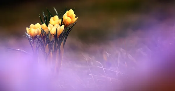 Foto av vackra crocus blomma — Stockfoto