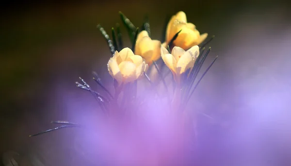 Foto de hermosa flor de azafrán —  Fotos de Stock