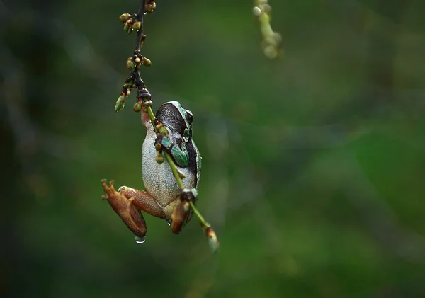 Drzewo żabę w deszcz Obrazek Stockowy
