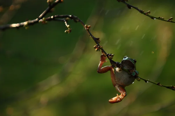 Drzewo żabę w deszcz Zdjęcie Stockowe