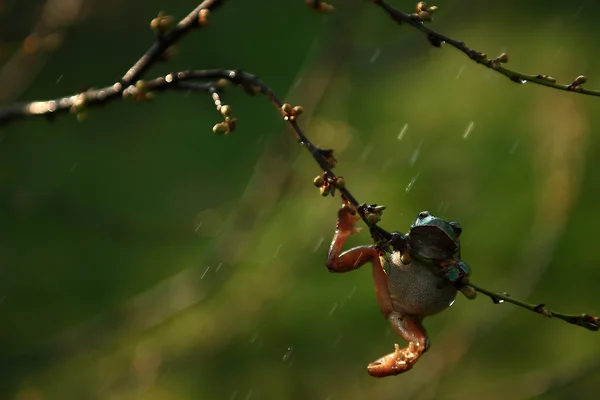 Лягушка под дождем Стоковое Изображение