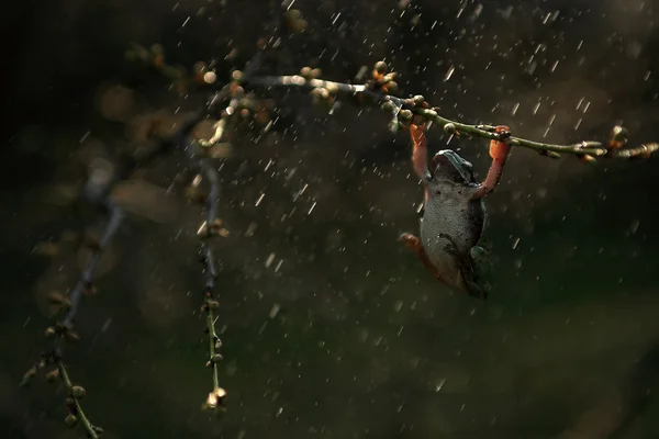 Drzewo żabę w deszcz Obraz Stockowy