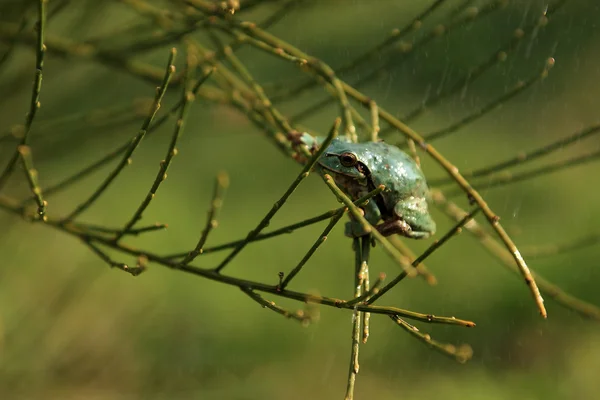 Drzewo żabę w deszcz Obrazy Stockowe bez tantiem