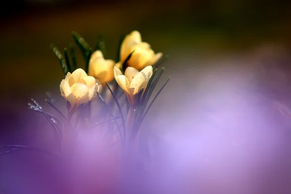 Foto der schönen Krokusblume — Stockfoto