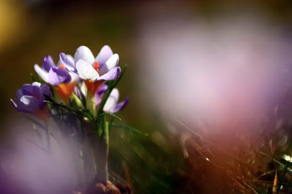 美しいクロッカスの花の写真 — ストック写真