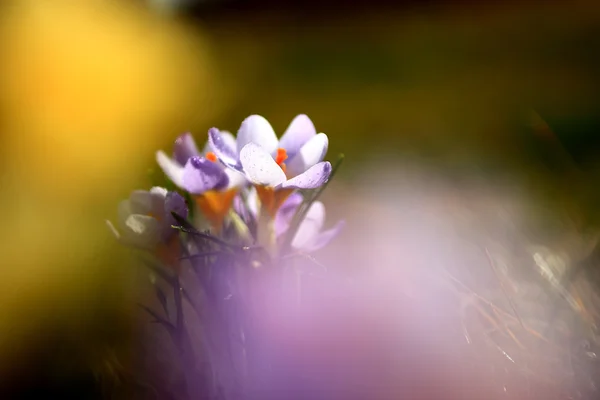 Güzel Çiğdem çiçek fotoğrafı — Stok fotoğraf